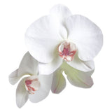 Classic Orchid Die-cut Sticker Pastel Pink