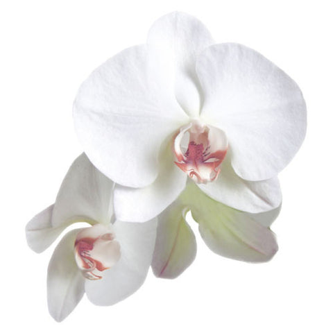 Classic Orchid Die-cut Sticker Pastel Pink